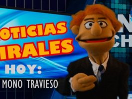 Noticias Virales: Un Mono Travieso